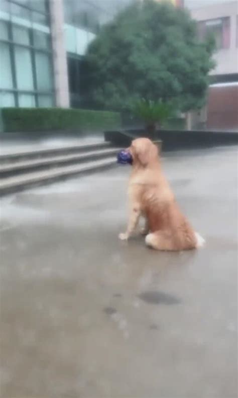 金毛叼著雨傘等主人下班，大雨淋透身體，依然不離開！ 每日頭條