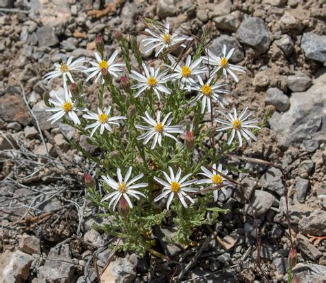 Chaetopappa Ericoides 1 Heath Leaved Chaetopappa Flickr