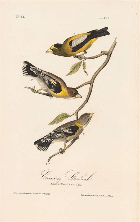 Audubon Octavo Pl 207 Evening Grosbeak By Oppenheimer Editions 1st