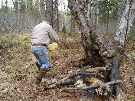 Alaska Bush Life Off Road Off Grid Bears Hunting Cooking And