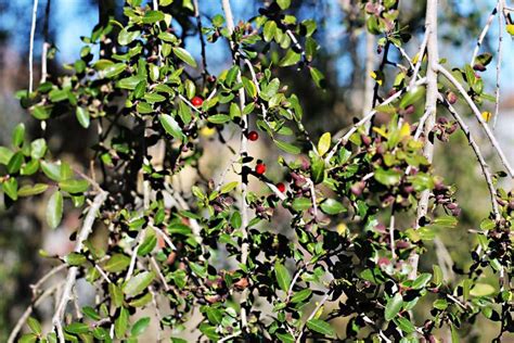 Yaupon Holly Ilex Vomitoria Nearly As Much Caffeine As Coffee