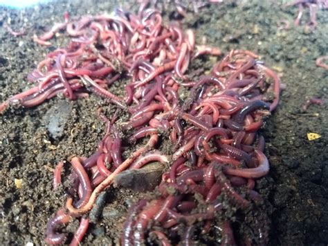 Lombriz Roja Californiana Eisenia Foetida Lombrices Mercadolibre