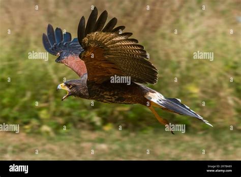 Harris Hawk In Flight Stock Photo Alamy