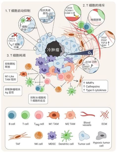 靶向肿瘤微环境 丨“冷”肿瘤如何变“热” Medchemexpress 知乎