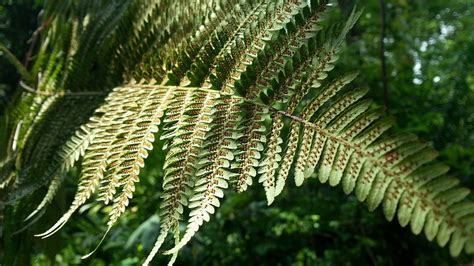 Fern Leaf Spores Plant · Free photo on Pixabay