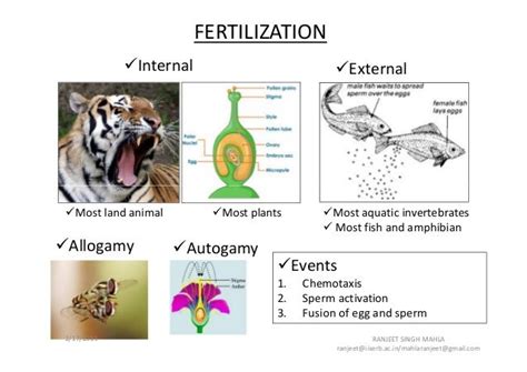 Fertilization