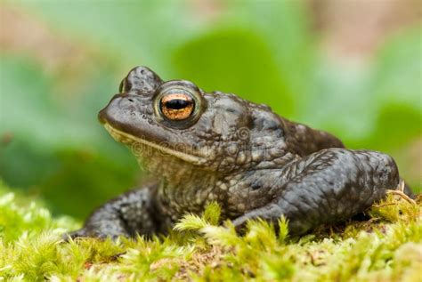 Crapaud Commun Bufo De Bufo Photo Stock Image Du Sauvage Faune