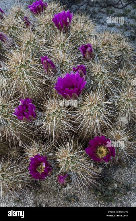 Engelmanns Hedgehog Cactus Echinocereus Engelmannii In Flower In The