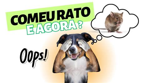 Meu Cachorro Matou Um Rato O Que Fazer Youtube