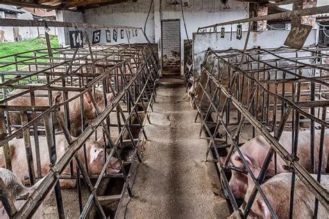 Study Finds Most People Support Farmed Animal Welfare Legislation