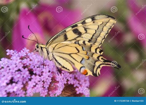 Profile Underside View Of A Beautiful Common Yellow Swallowtail