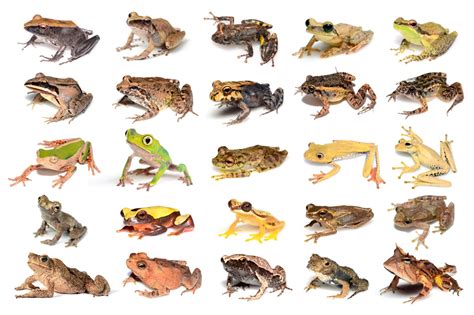 Birds And Frogs Exploring The Varying Consumption Habits Nature Blog