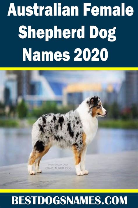 Australian Female Shepherd Dog Names Dog Names Australian Shepherd