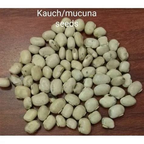 Organic Kauch Mucuna Seed 30 Kg Packaging Type Jute Bag At Rs 80