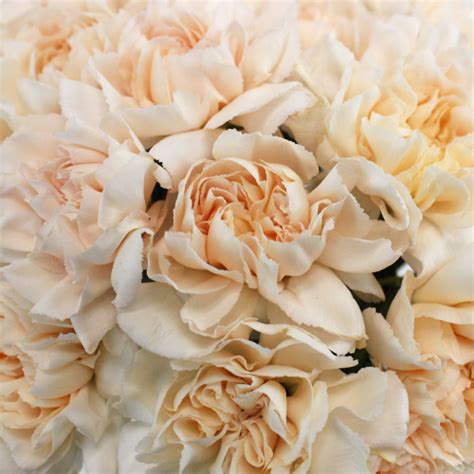 Pinky Peach Fresh Cut Carnations | FiftyFlowers.com