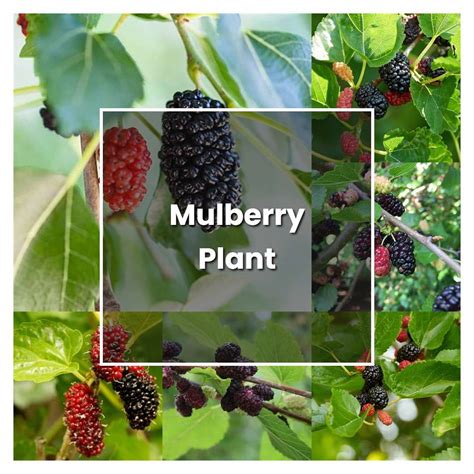 How To Grow Mulberry Plant Plant Care And Tips Norwichgardener