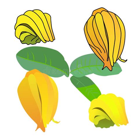 Buddhas Fruit Flat Vector Illustration Stock Vector Illustration Of