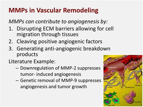 PPT Matrix Metalloproteinases MMPs PowerPoint Presentation Free