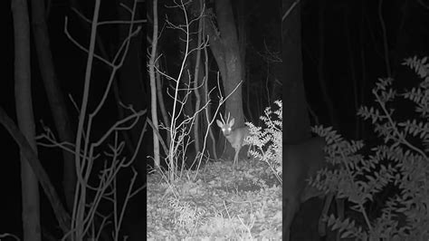 Fototrappola Riprende Caprioli Di Notte Nel Bosco Fototrappola