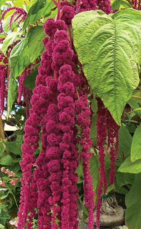 Амарантус (много фото) - treepics.ru