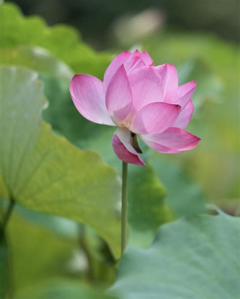 Flor De Loto Características Y Cuidados Guía De Jardín