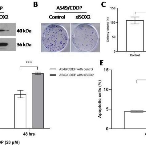 Sisox Reverses Cisplatin Resistance In A Cddp Cells A And B Colony