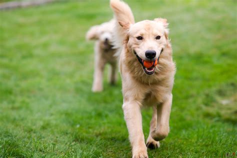 Best-Doggie-Day-Care-Asheville-NC-Grooming - Haw Creek Pet Care