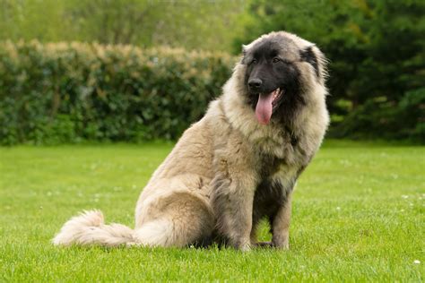 Perro de Montaña de Estrela Características y cuidados de la raza