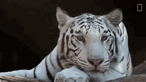 Tiger White Tiger GIF - Tiger White Tiger White - Discover & Share GIFs