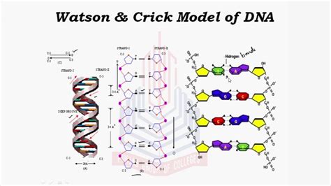 Diagram Of Watson And Crick Model Of Dna Double Helix Labele