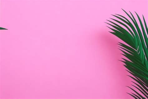 Premium AI Image | Palm tree on a pink background. copy space.