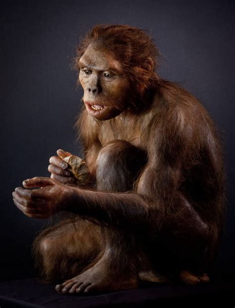 Paleoanthropology On Twitter Wonderful Homo Habilis Reconstruction