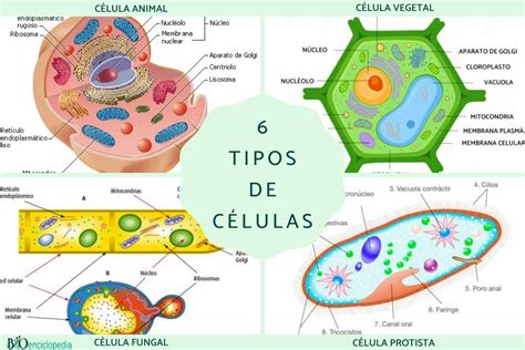 Tipos De C Lulas Caracter Sticas Y Resumen