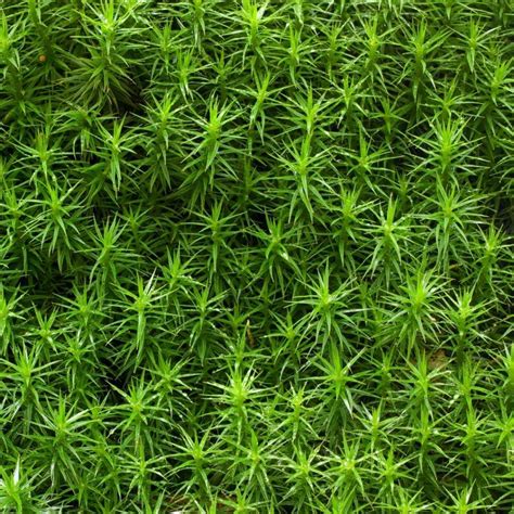 How To Grow And Maintain Sphagnum Moss In Your Garden Moss Stone