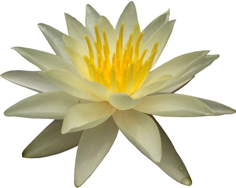 Water Lily PNG Transparent Images PNG All