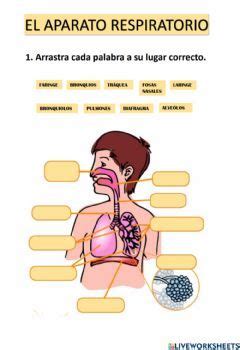 Aparato Respiratorio Interactive Worksheet