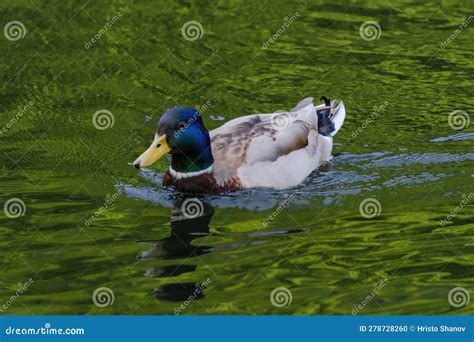 Wild Duck Swimming In Lake Water Birds In Park Stock Photo Image Of