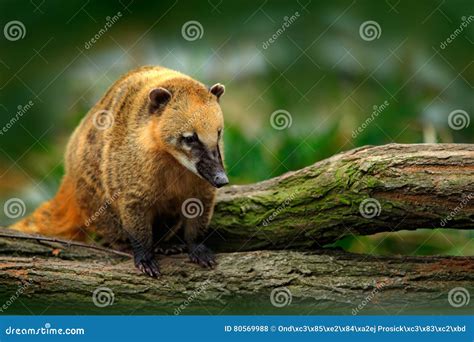 South American Coati, Nasua Nasua, in the Nature Habitat. Animal from Tropic Forest. Wildlife ...