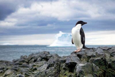 Adélie Penguins Walk an Insane 8,000 Miles Every Year and Here's Why