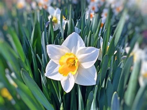 Daffodil Flower Spring · Free photo on Pixabay