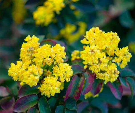 10 Beautiful Shrubs With Cheerful Yellow Flowers To Brighten Up Your Garden