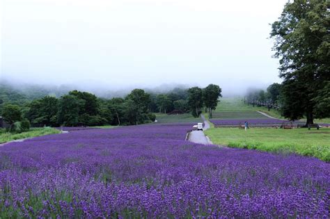 11 Best Lavender Fields in Japan | Kyuhoshi