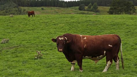 Exporta O De Carne Bovina Do Brasil Bate Recorde Em Maio