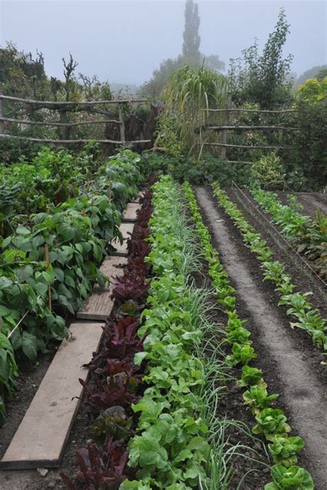 Pin By Mark Leen On Agriculture Garden Layout Vegetable Garden