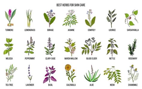 Collection Of Best Herbs For Skin Care Stock Vector By Foxyliam