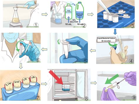 Figure 1 Key Steps In The Process Of Bacterial Transformation Image