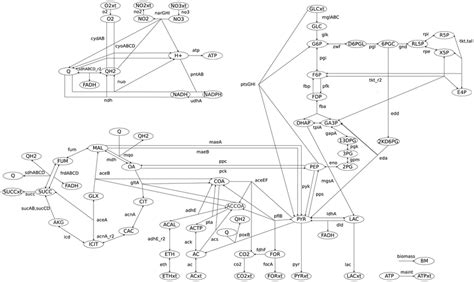 Metabolic Network Of Central Carbon Metabolism Of E Coli Reactions