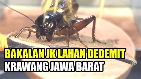 Hasil Ngobor Jangkrik Aduan Dari Lahan Dedemit Adu Jangkrik Youtube