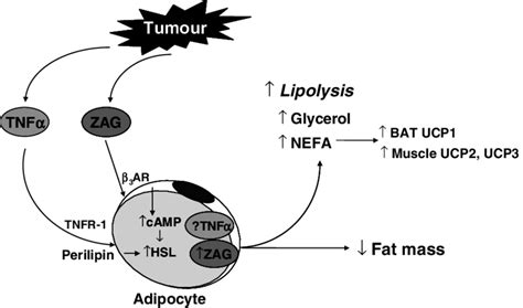 A Schematic Diagram Of Lipid Catabolism In Cancer Cachexia Certain