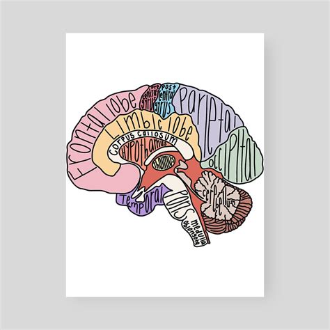 Labeled Brain Anatomy, an art print by layton christop - INPRNT